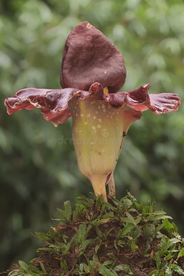 flores com aparência estranha