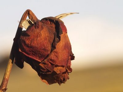 curiosidades sobre flores