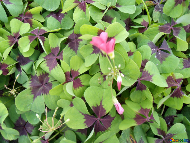 flores mais feias do mundo