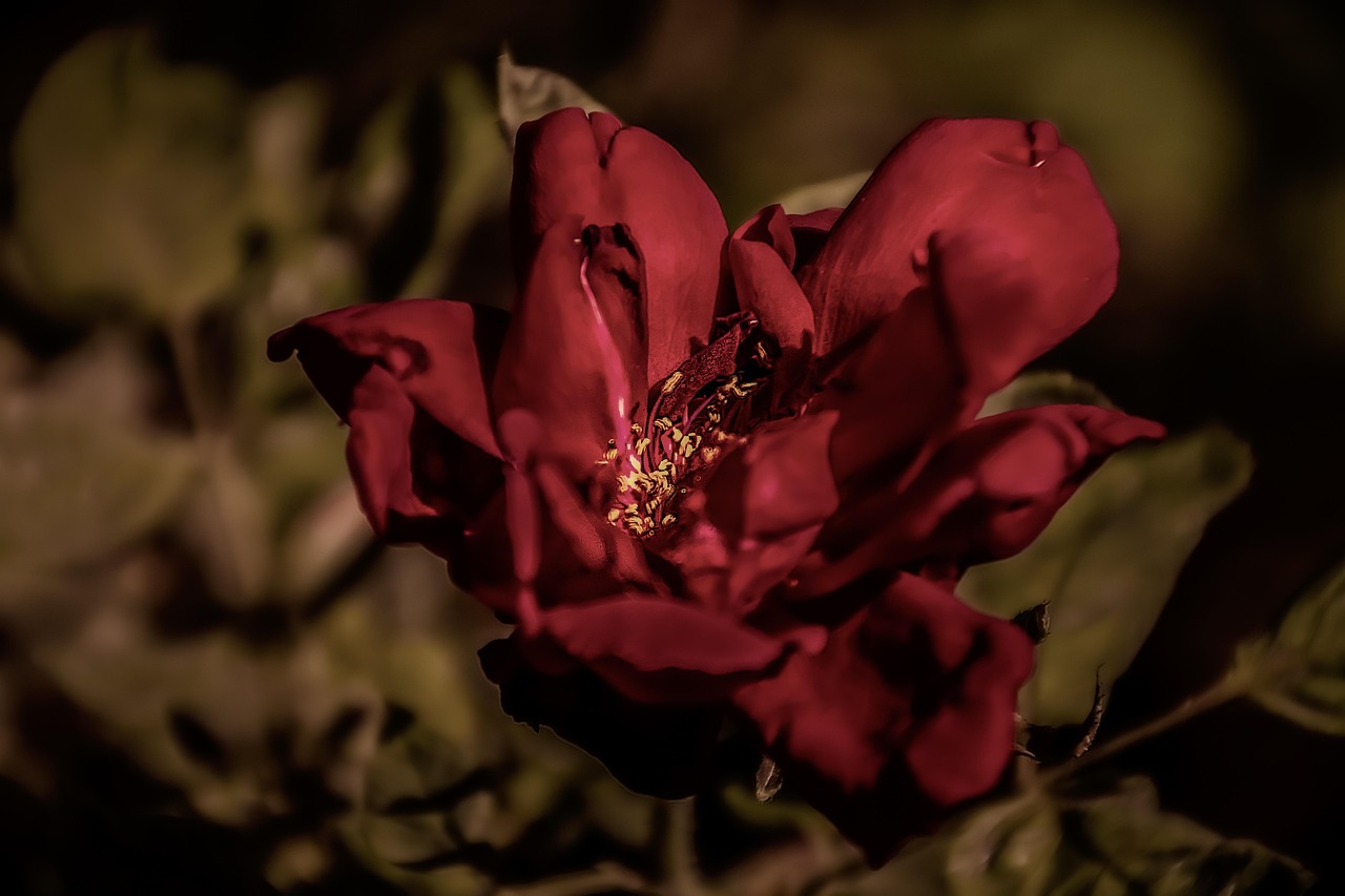 flores que atraem insetos pelo cheiro