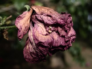 plantas com cheiro ruim