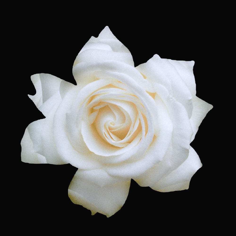 flores com aparência estranha