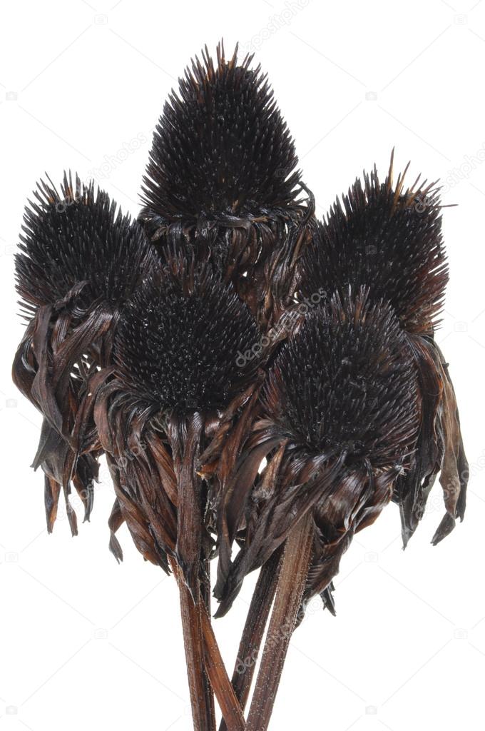 curiosidades sobre flores