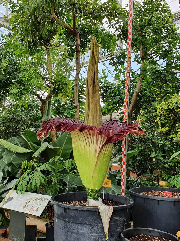 flores mais feias do mundo