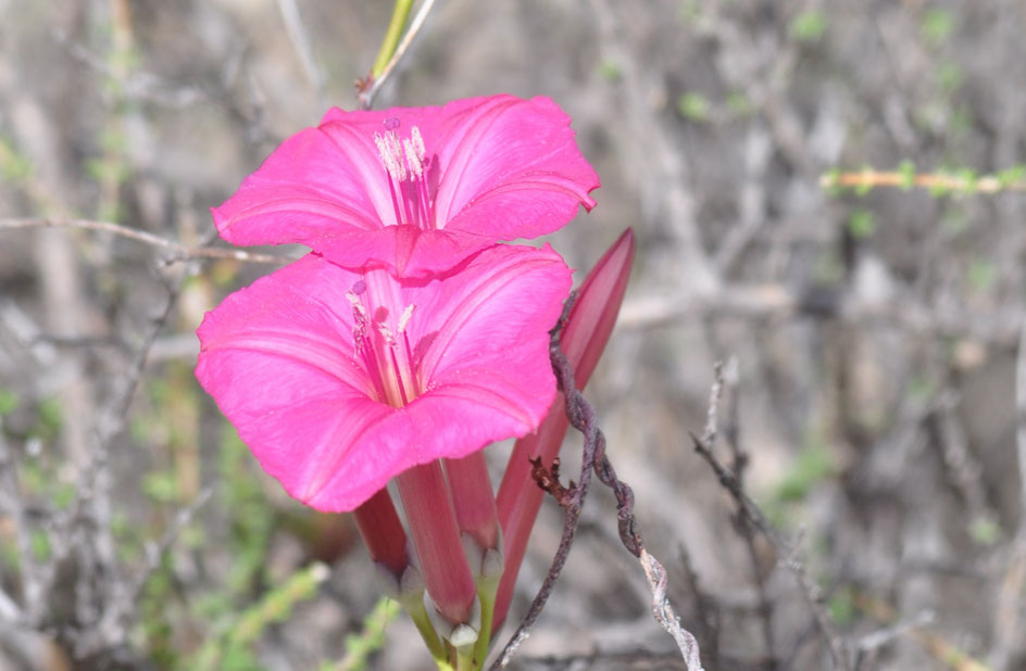 jardinagem de plantas incomuns