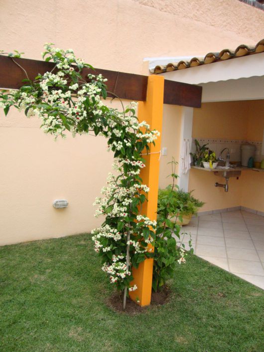 Lágrima-de-cristo roxa