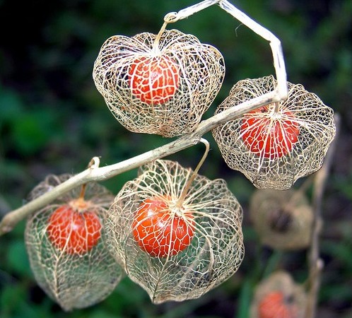 Cuidados com Abutilon striatum