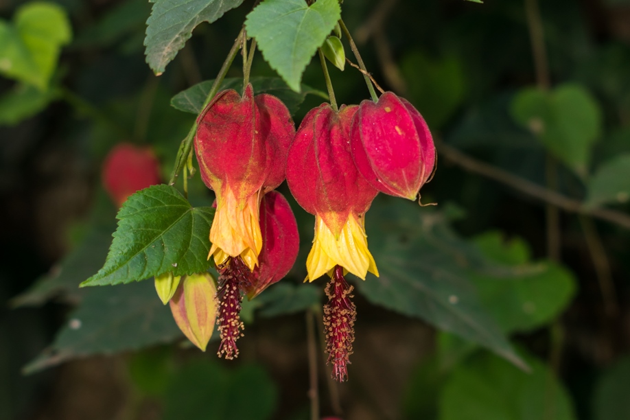 Como plantar lanterna chinesa