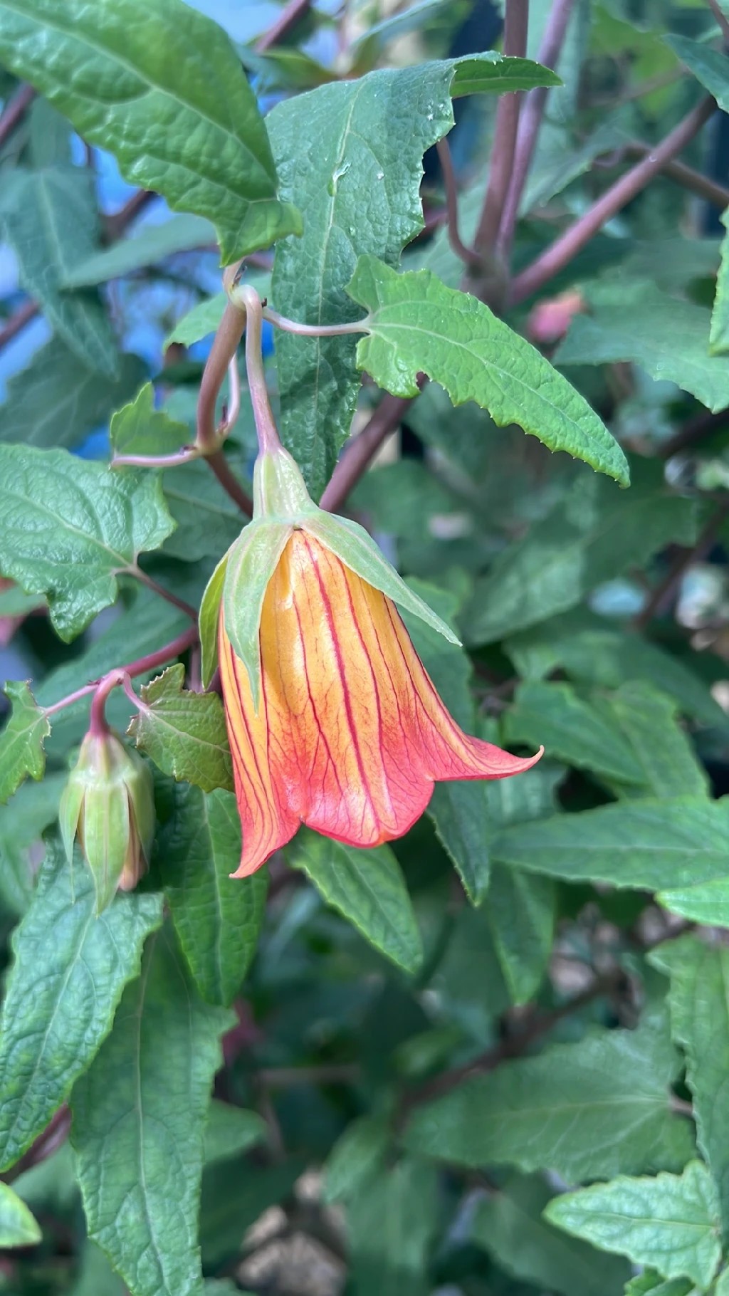 Como plantar lanterna chinesa