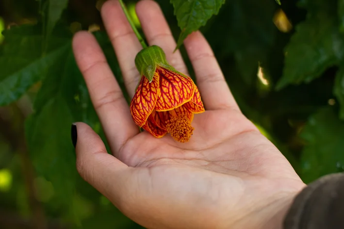Flores comestíveis Abutilon