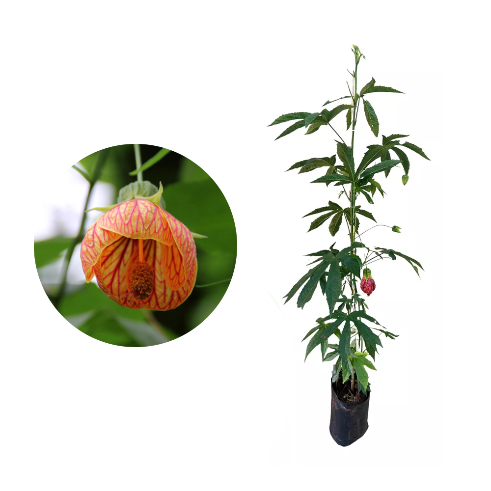 Lanterna chinesa atrai beija-flor