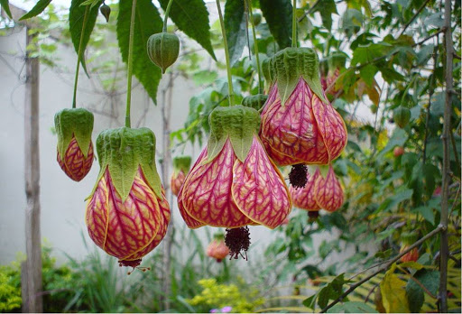 Poda de lanterna chinesa
