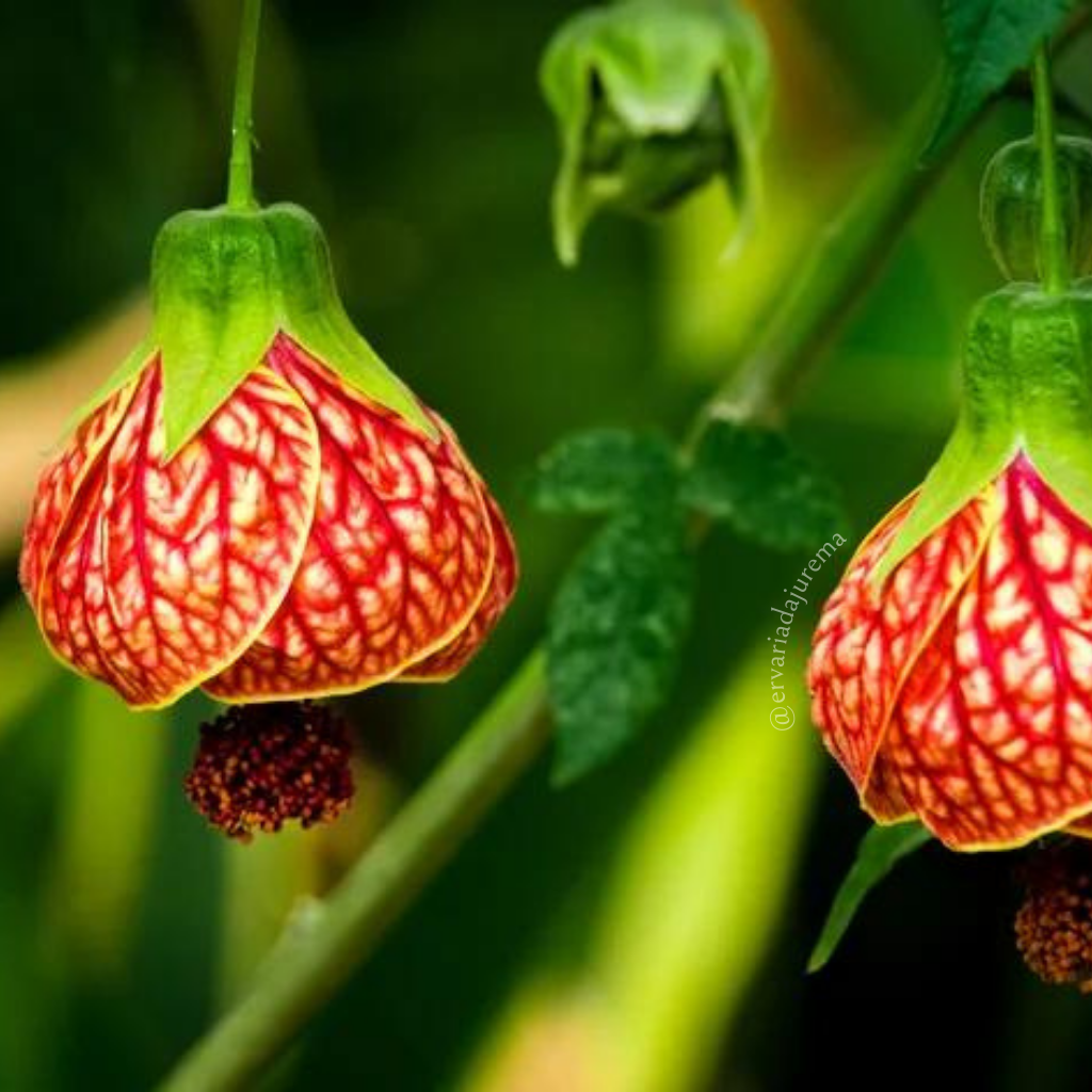Flores comestíveis Abutilon