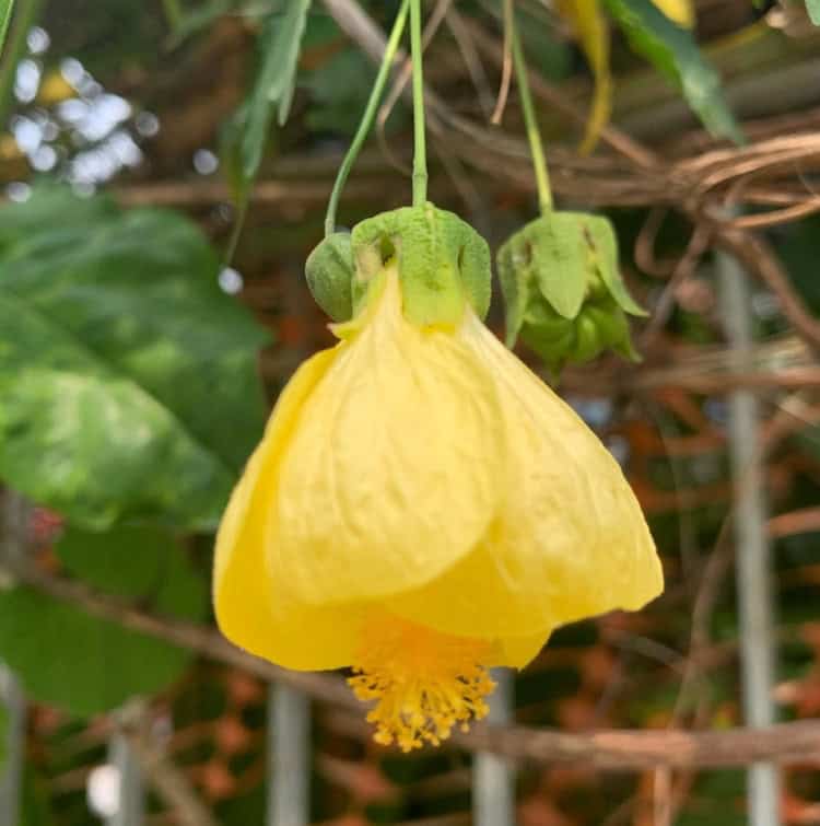 Cuidados com Abutilon striatum