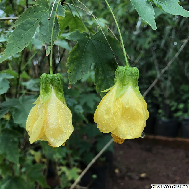 Como plantar lanterna chinesa
