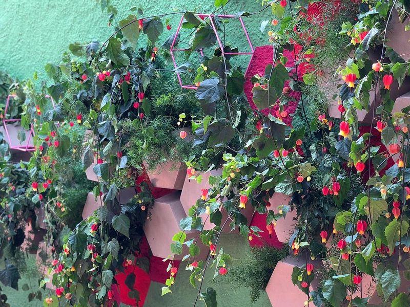 Flores comestíveis Abutilon