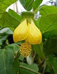 Lanterna chinesa atrai beija-flor