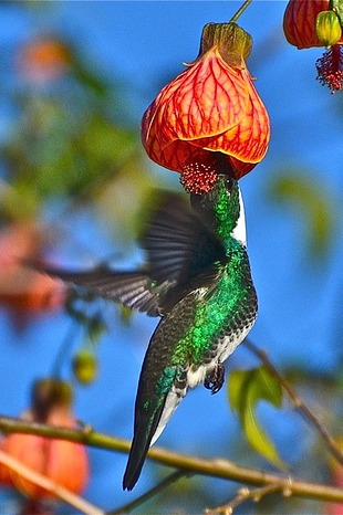 Abutilon striatum PANC