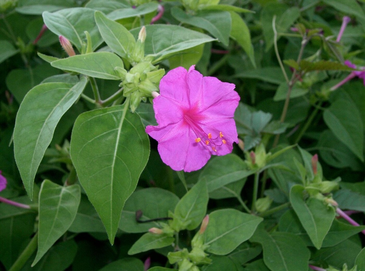 tipos de cores flor maravilha