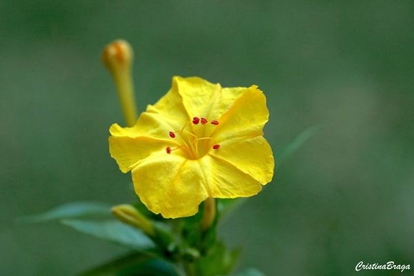 flor maravilha