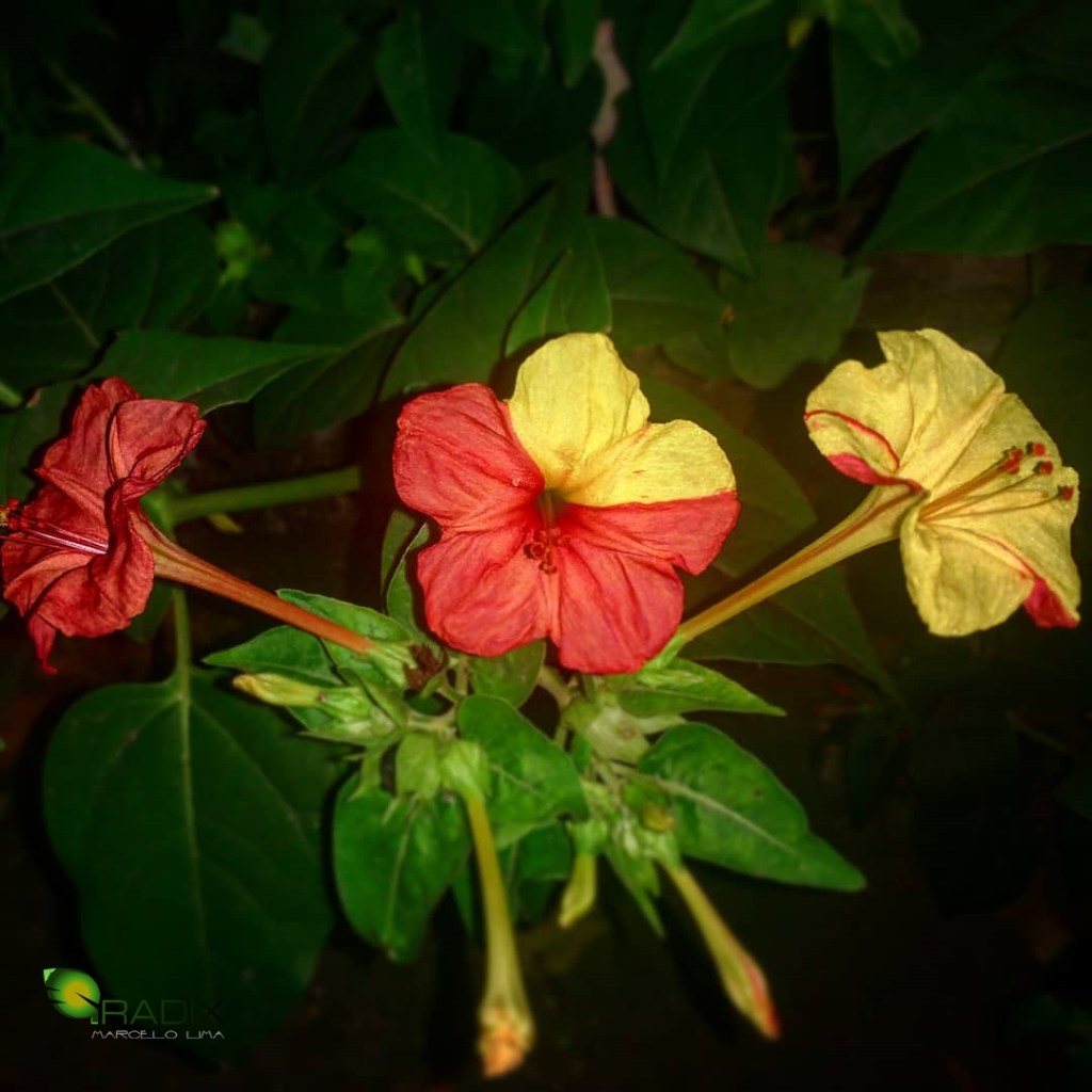 tipos de cores flor maravilha