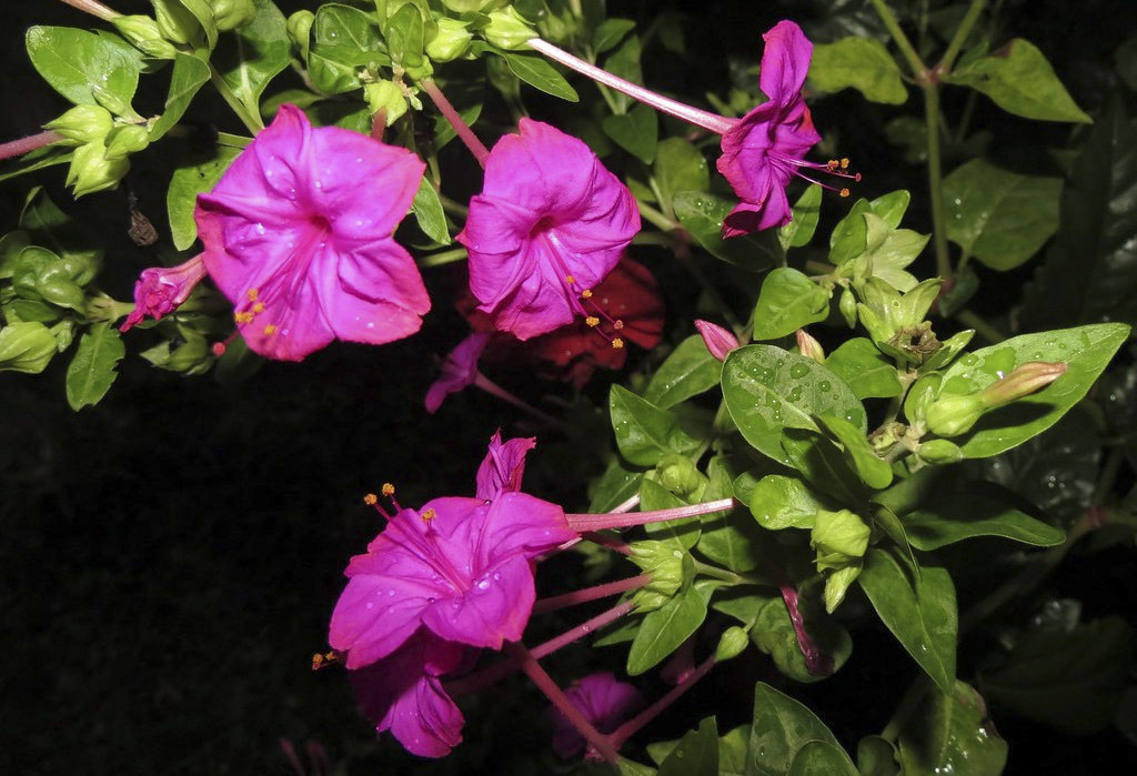 flor maravilha vs petunia