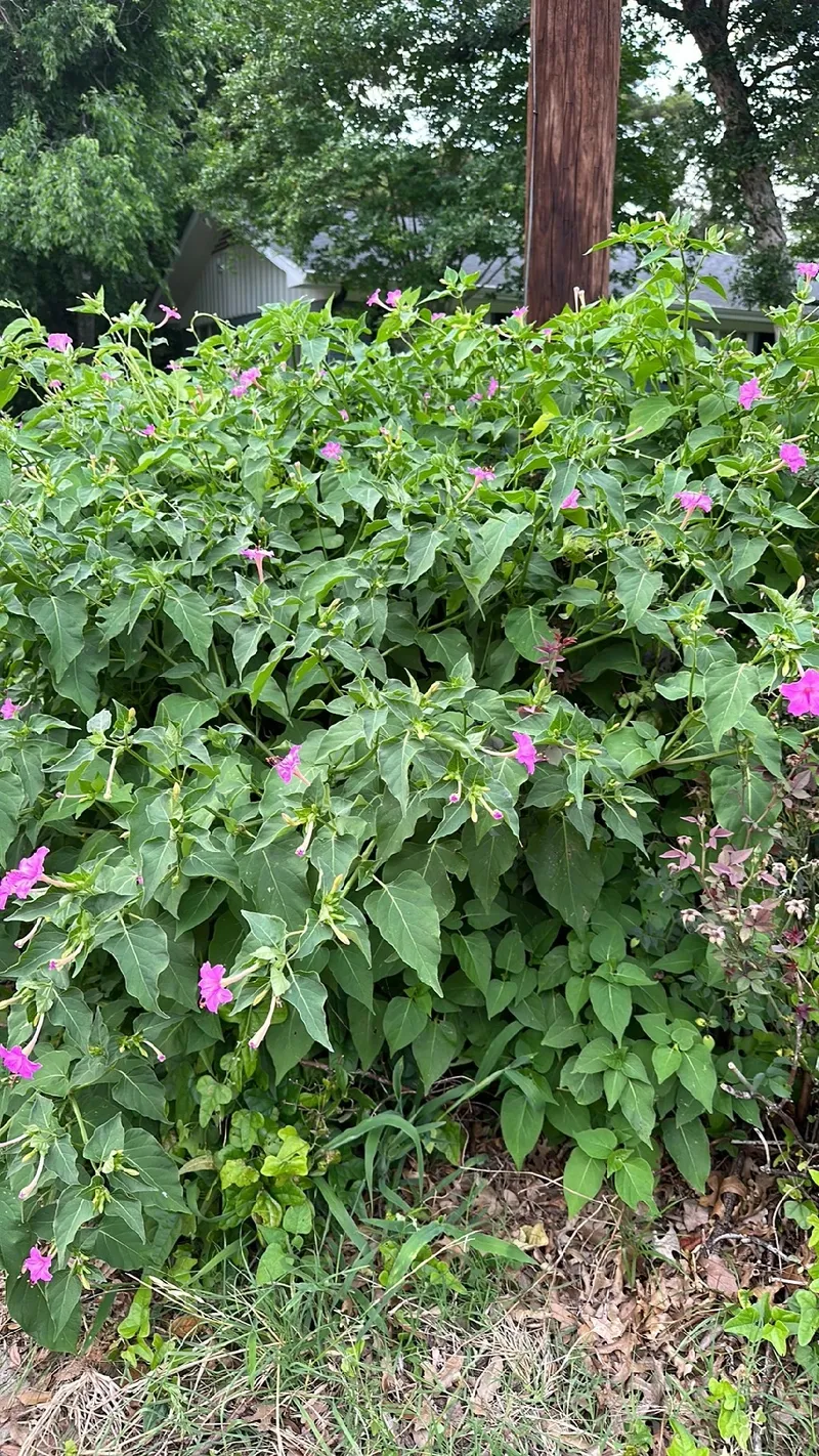 erros comuns ao cultivar flor maravilha