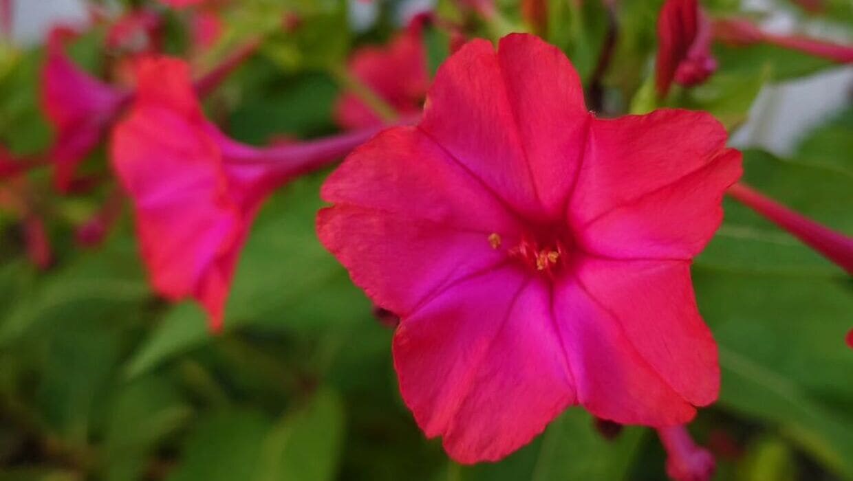 flor maravilha vs petunia