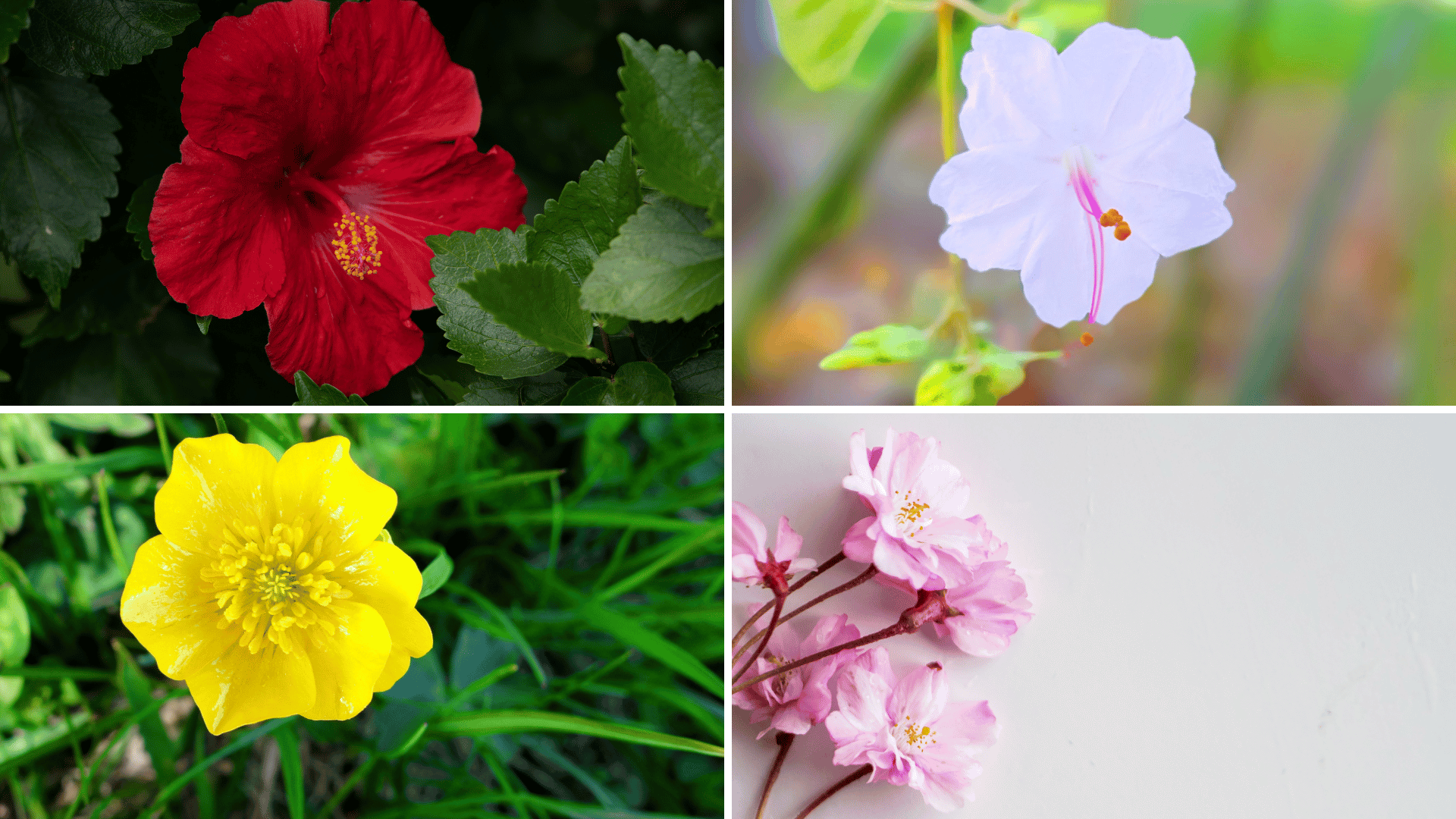 flor maravilha para vasos pequenos