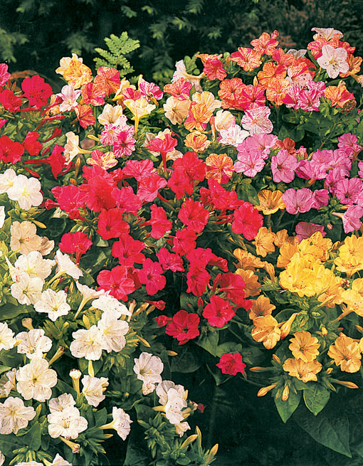 tipos de cores flor maravilha