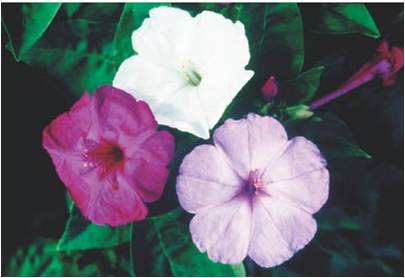 erros comuns ao cultivar flor maravilha