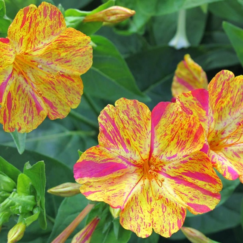 flor maravilha vs petunia