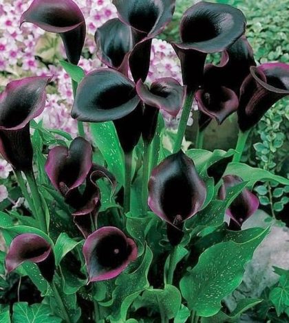 cuidados com orquídea morcego tacca chantrieri