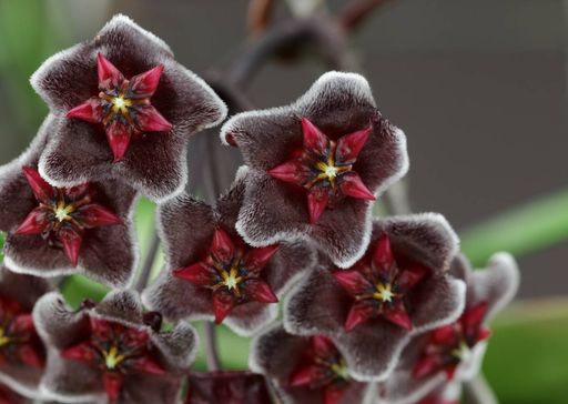 rosa do deserto negra vs petunia black velvet