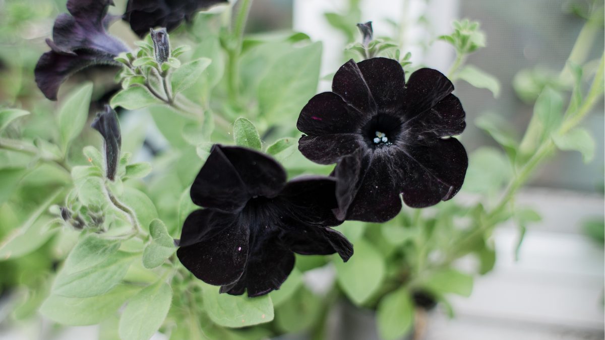 cuidados com orquídea morcego tacca chantrieri