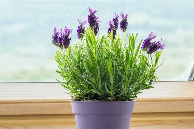 plantas de interior fáceis de cuidar