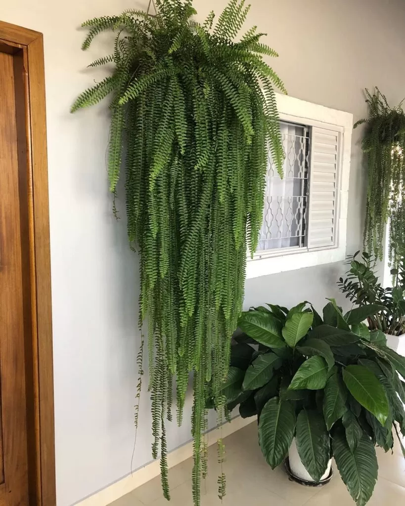 plantas de interior fáceis de cuidar