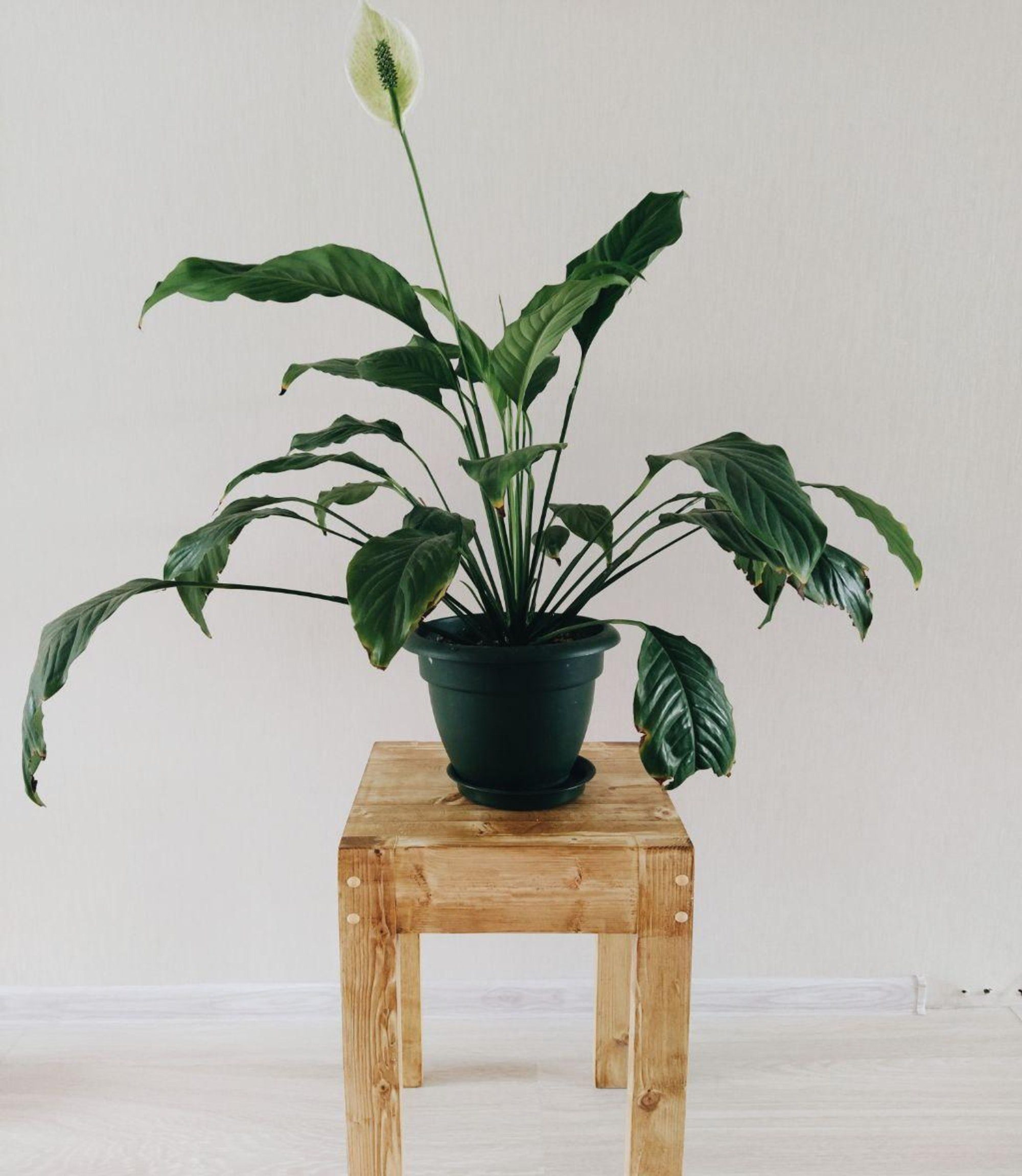 plantas para ambientes com pouca luz