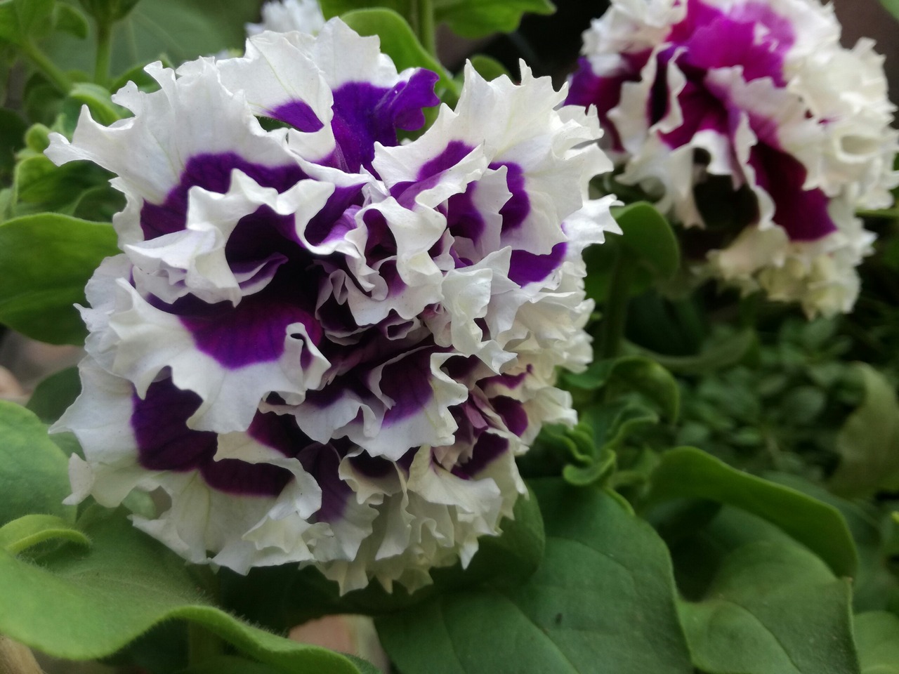 plantas seguras para pets
