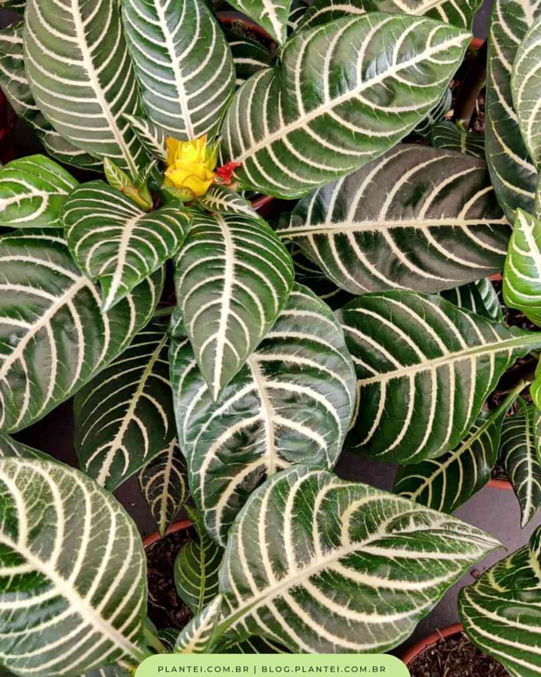 plantas de baixa manutenção