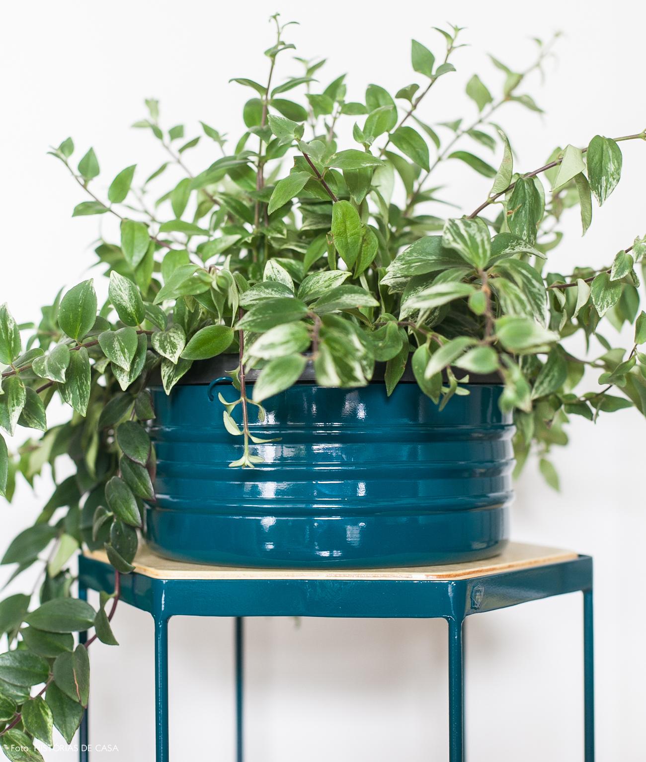 plantas de interior fáceis de cuidar
