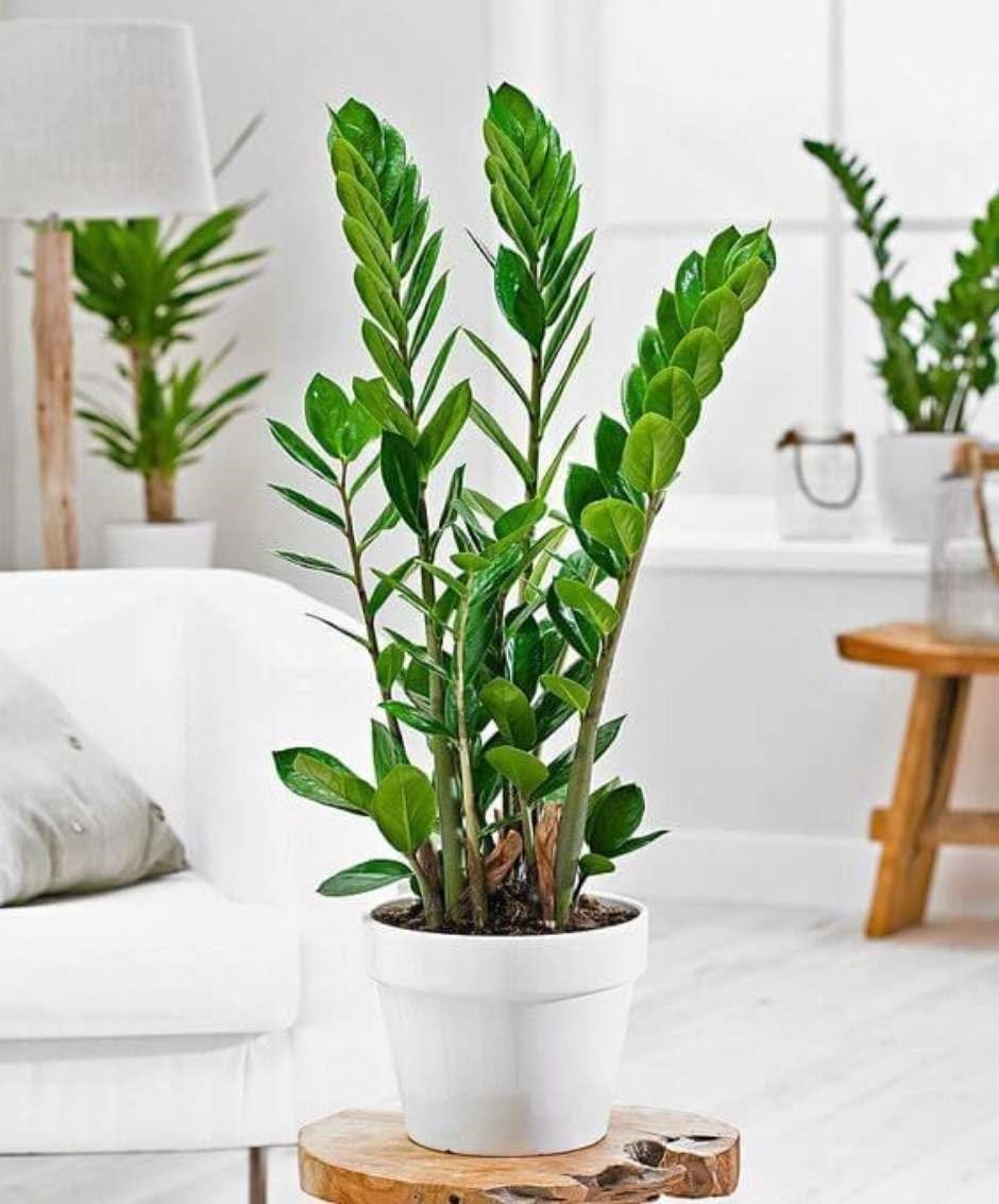 plantas para ambientes com pouca luz