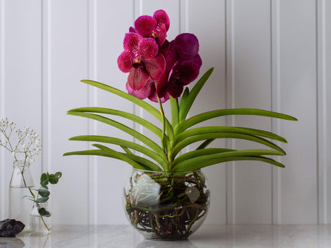 plantas seguras para pets
