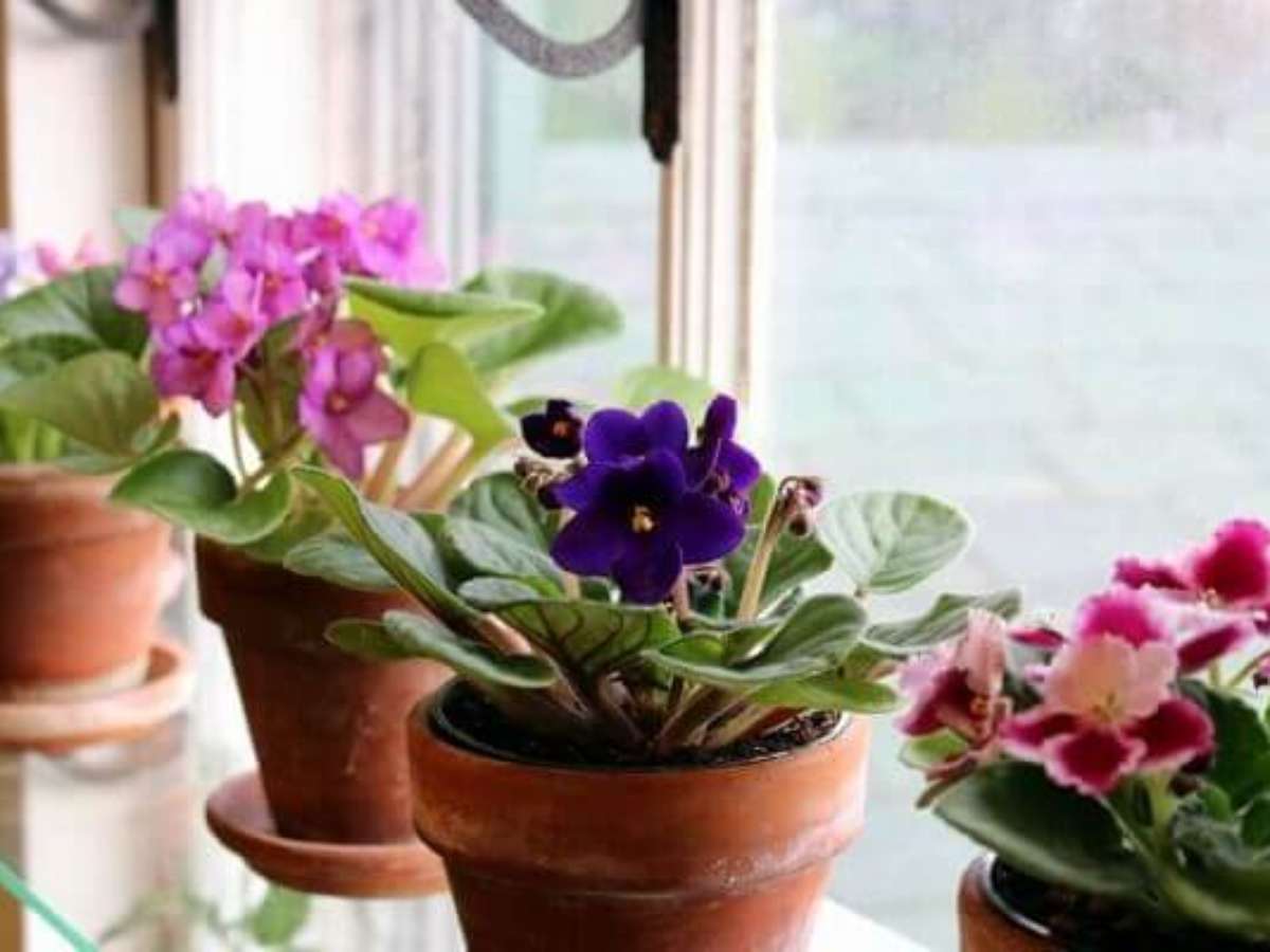 flores para decorar sala