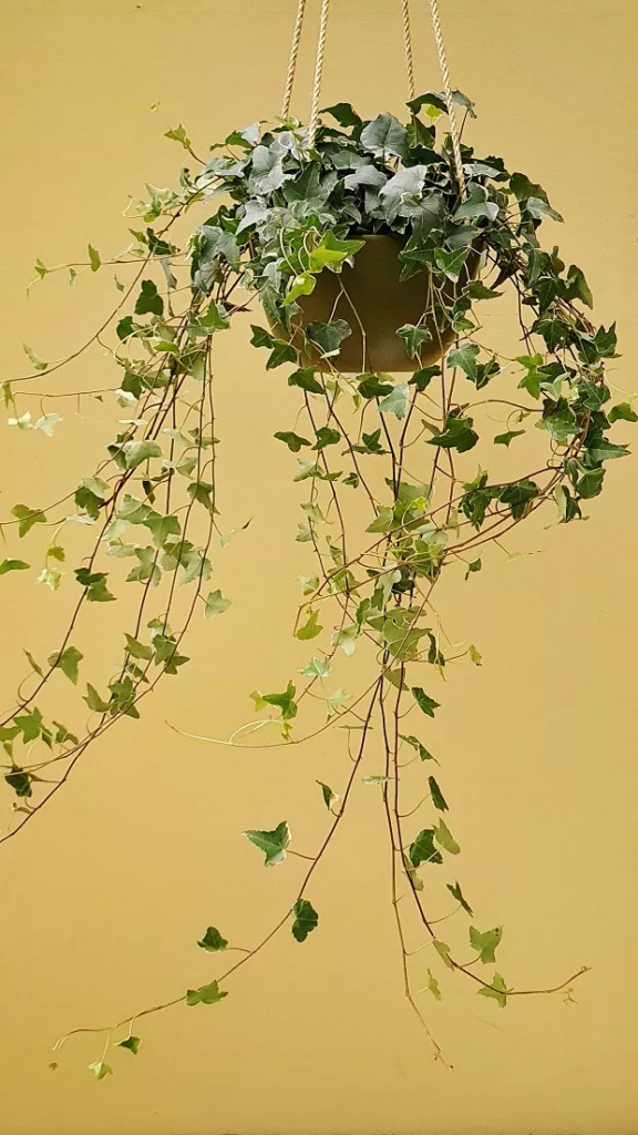 melhores flores pendentes para sol intenso