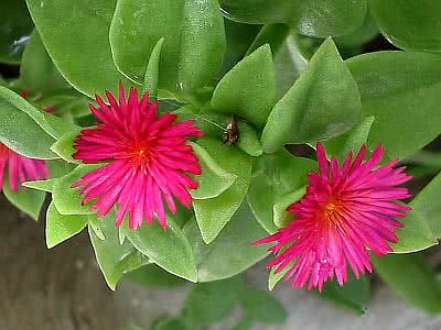 flor pendente de sol