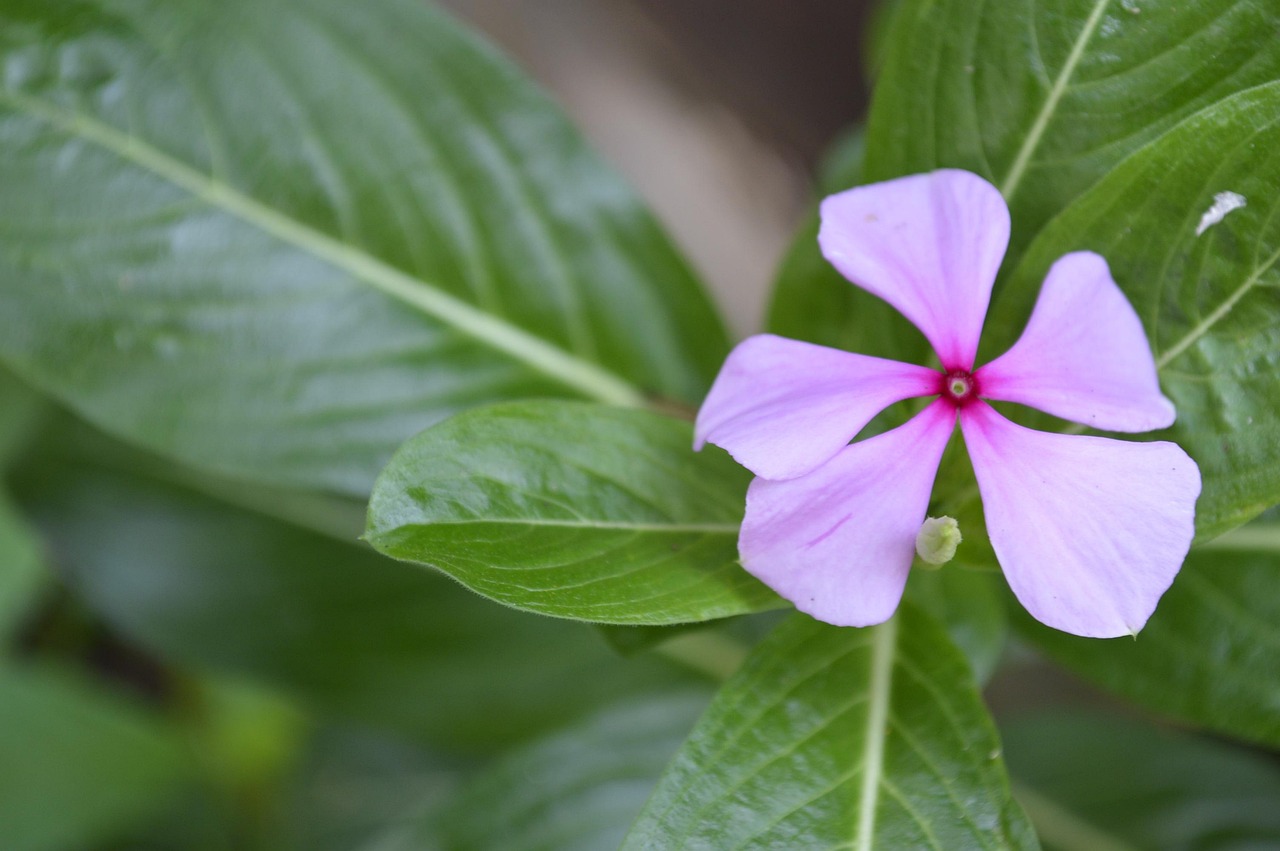 flores pequenas para maquete