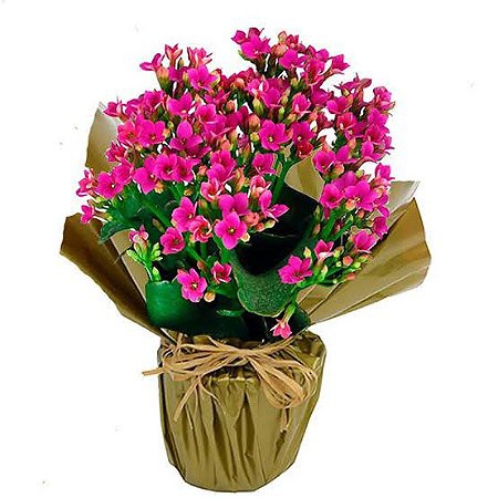 flores pequenas para jardim