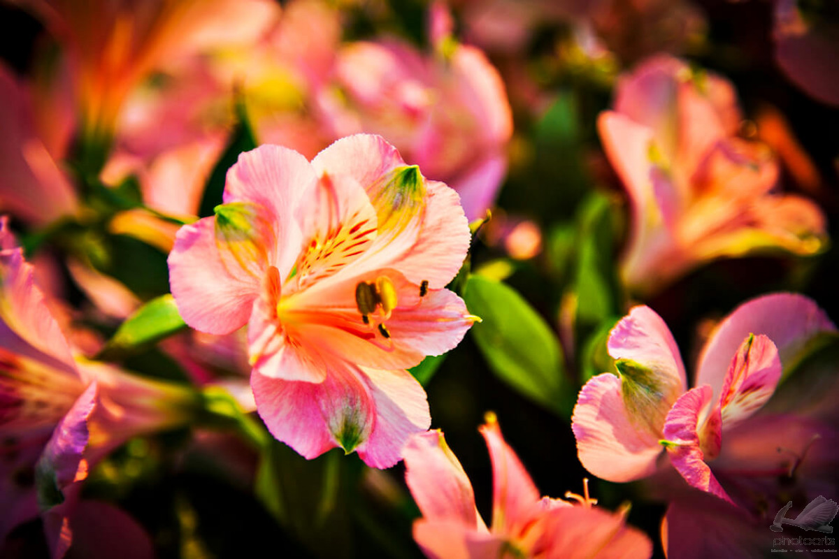 flores pequenas para canteiros