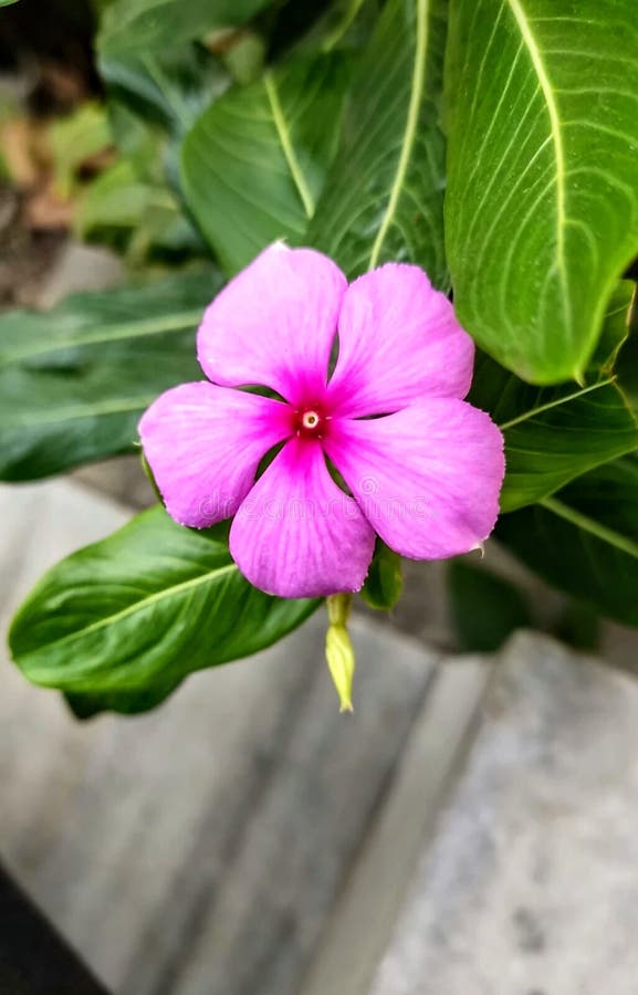flores pequenas para vaso